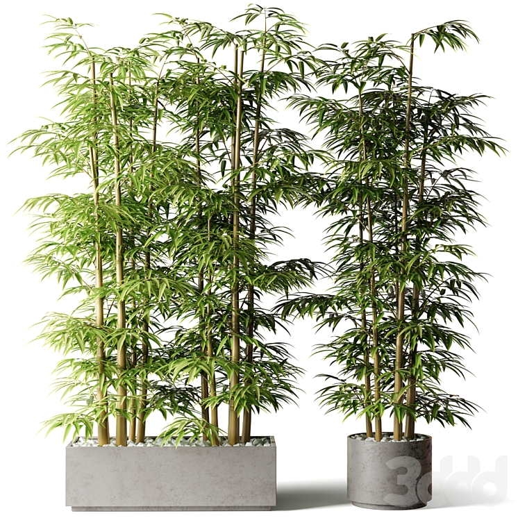 Бамбук в прямоугольном и круглом кашпо - Комнатные - 3D модель