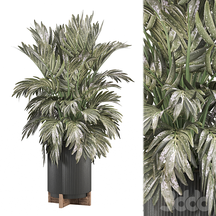 indoor Plants Collection 2296 - Комнатные - 3D модель
