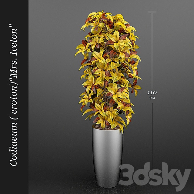 Codiaeum (Croton) Ajston 3DSMax File - thumbnail 1