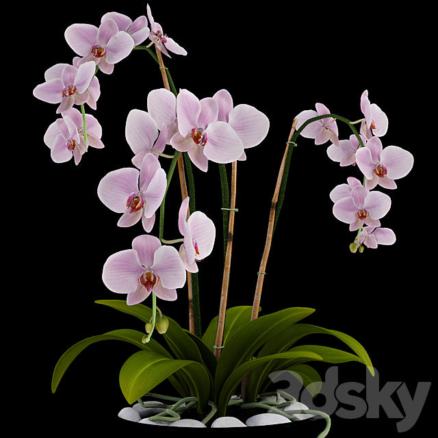 Orchid 3DSMax File - thumbnail 1
