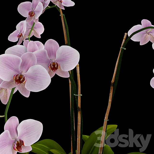 Orchid 3DSMax File - thumbnail 2