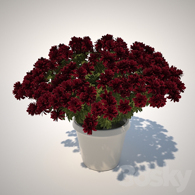Chrysanthemum 3DSMax File - thumbnail 1
