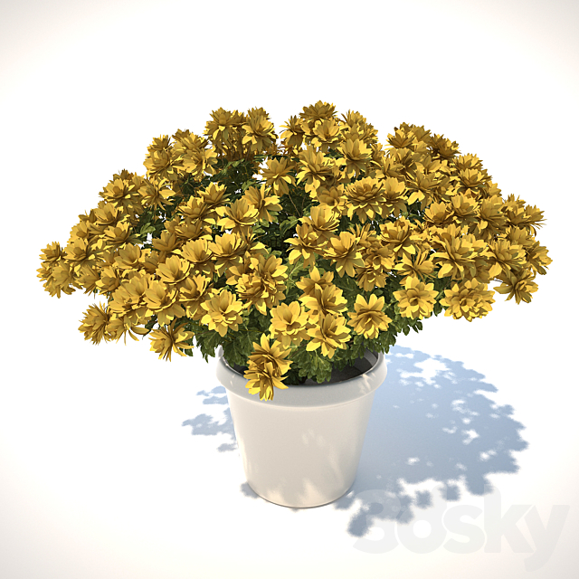 Chrysanthemum 3DSMax File - thumbnail 3
