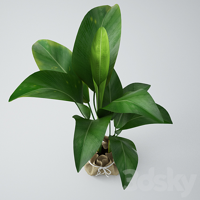 Seedling of bananas 3d