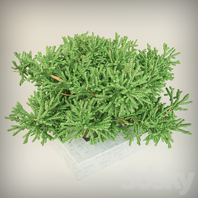 Juniper Free Download