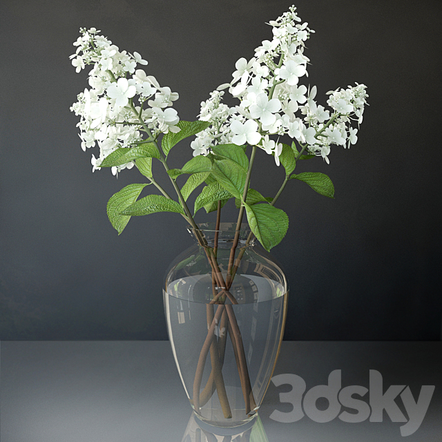 Hydrangea paniculata Free Download
