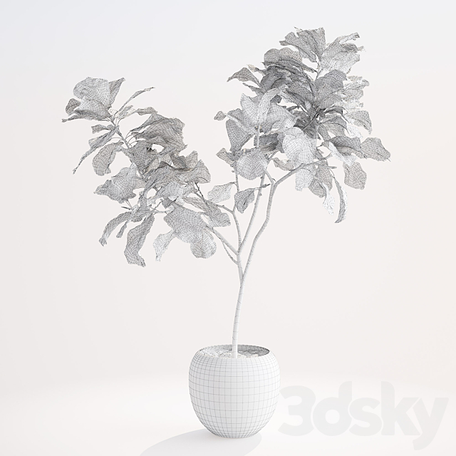 Ficus lyre 1 3d
