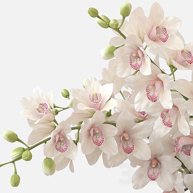 Bouquet of orchids 3d