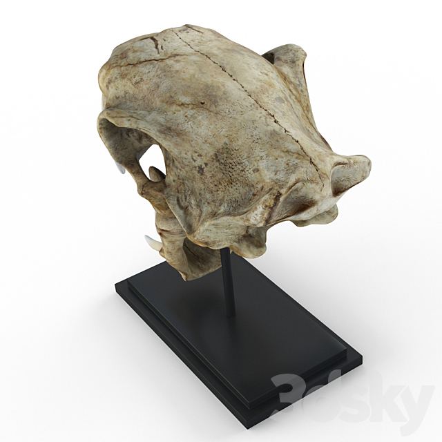 Skull of saber-toothed tiger 3d