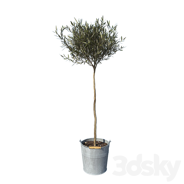 olive tree small 3DSMax File - thumbnail 1