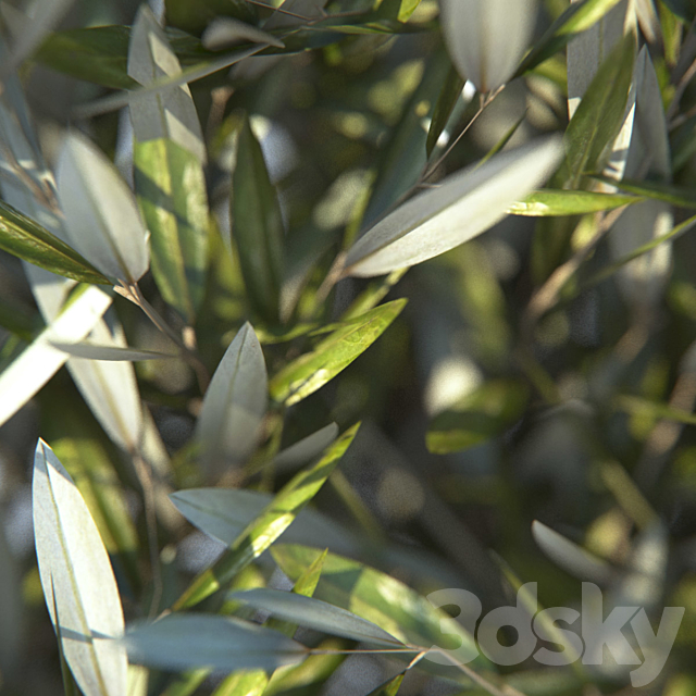 olive tree small 3DSMax File - thumbnail 2