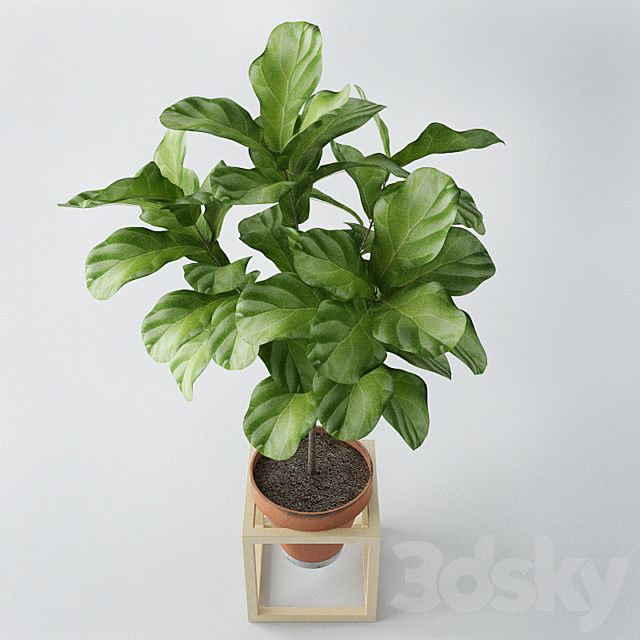 Ficus lyrata _ ficus lyrata 3d