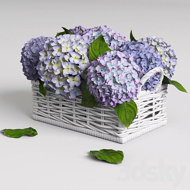 Hydrangea in basket 3d