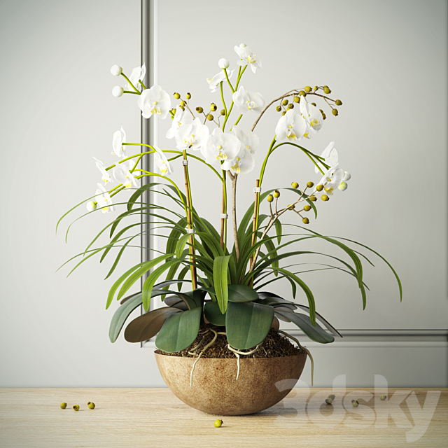 composition with orchids 3DSMax File - thumbnail 1