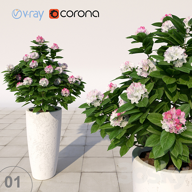 01 Rhododendron blossoming _ Rhododendron 3DSMax File - thumbnail 1