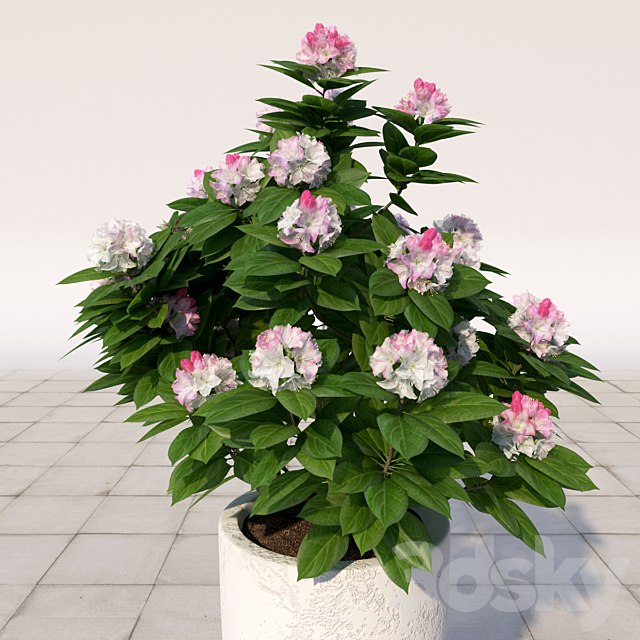 01 Rhododendron blossoming _ Rhododendron 3DSMax File - thumbnail 2