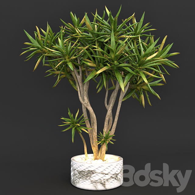 Aloe dichotoma (quiver tree) 3DSMax File - thumbnail 1