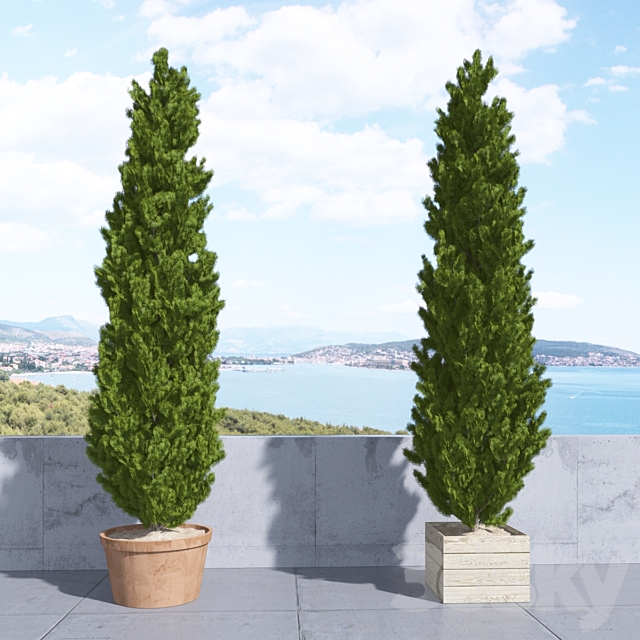 Thuja_plicata_002 3d