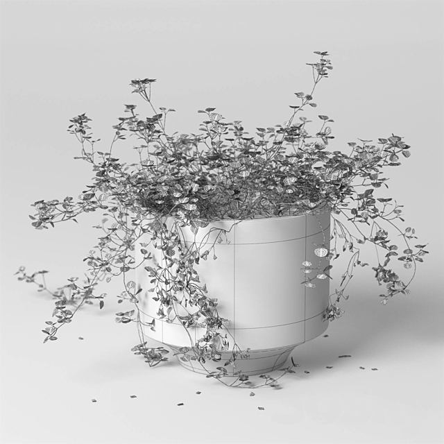 ib_indoor plant_Soleirolia 3d