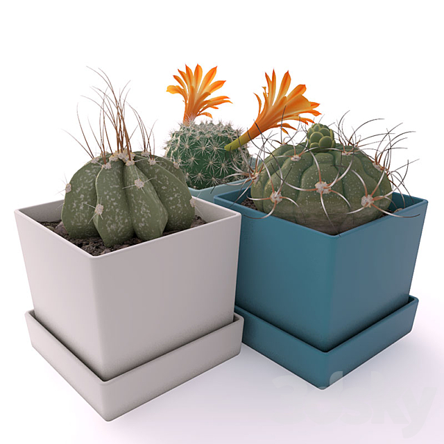 Three cactus 3DSMax File - thumbnail 2