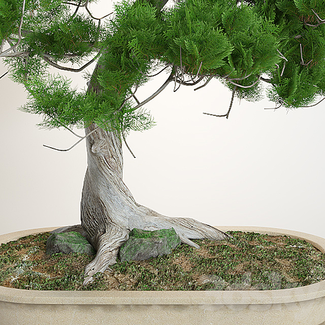 Bonsai 3d