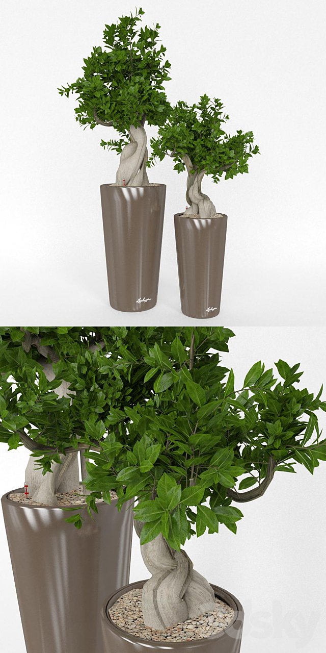 Ficus Bansal 3d