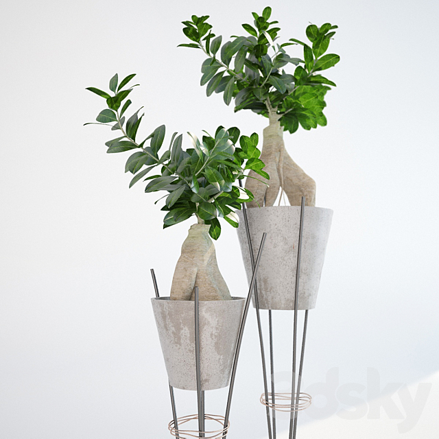 Ficus ginseng _ Ginseng Ficus Ginseng 3d