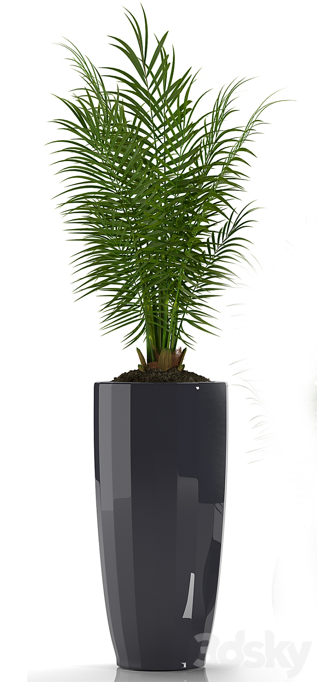 PARLOR PALM 2 3d