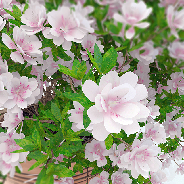 potted plant Azalea_001 3d