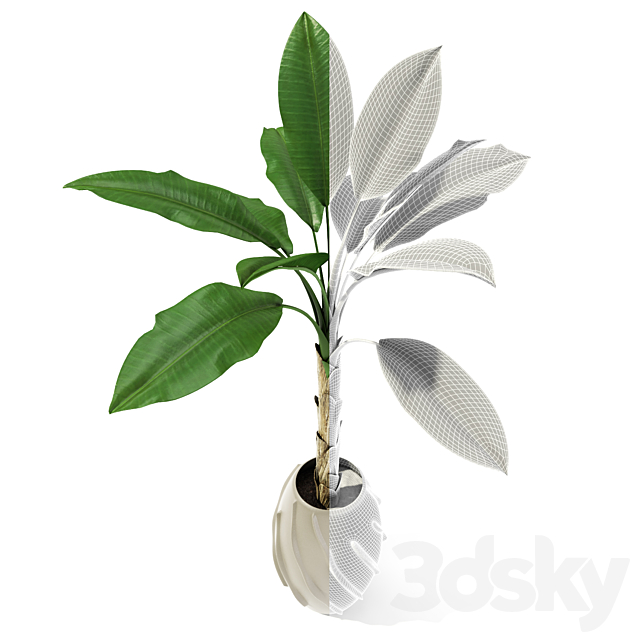Palm tree 3d