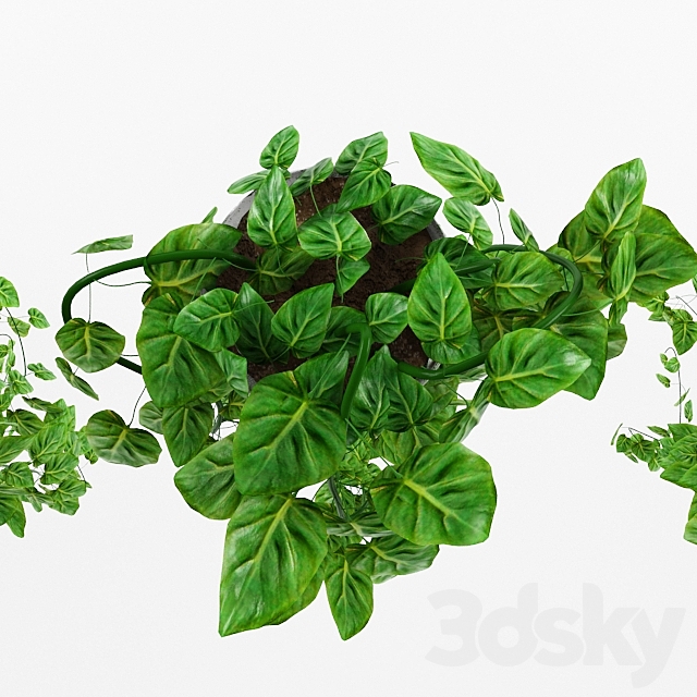 Philodendron (philodendron scandens) 3d