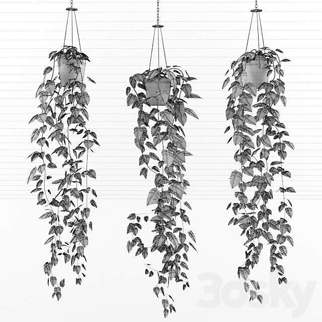 Philodendron (philodendron scandens) 3DSMax File - thumbnail 3