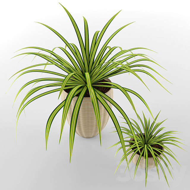 Chlorophitum in pots 3d