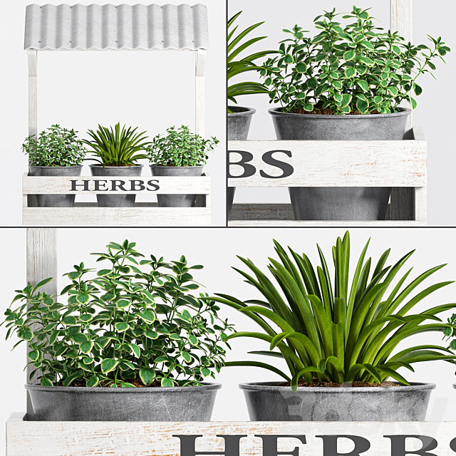 Herbs Plant -23 3DSMax File - thumbnail 1