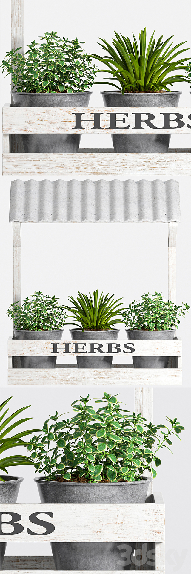 Herbs Plant -23 3DSMax File - thumbnail 2