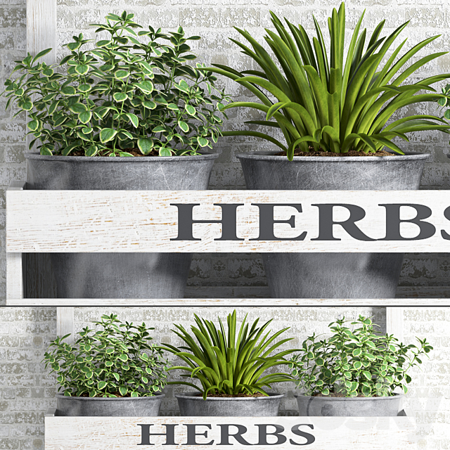 Herbs Plant -23 3DSMax File - thumbnail 3