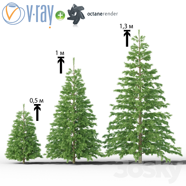 Young spruce 3DSMax File - thumbnail 1