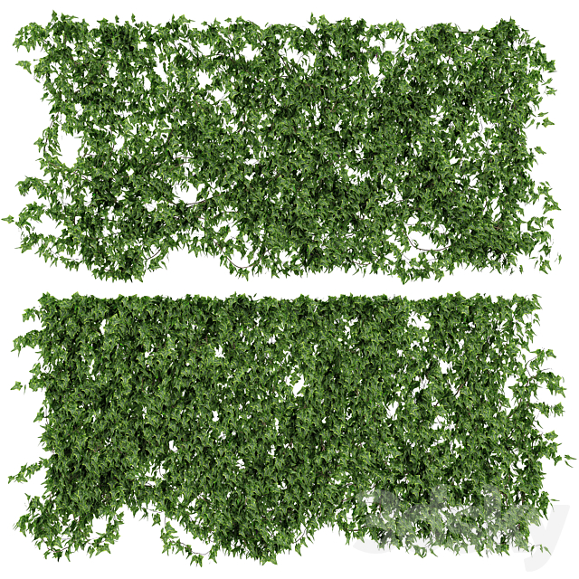 Wall of ivy leaves v2 3DSMax File - thumbnail 1