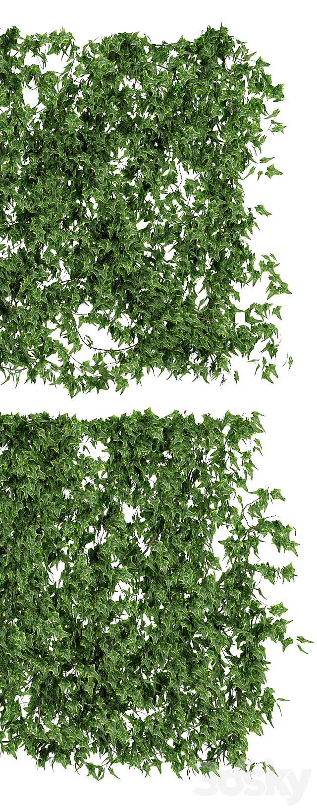 Wall of ivy leaves v2 3DSMax File - thumbnail 2