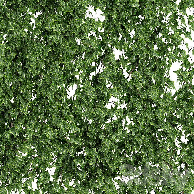 Wall of ivy leaves v2 3DSMax File - thumbnail 3