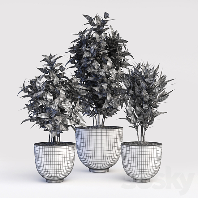 Codiaeum Variegatum 3d