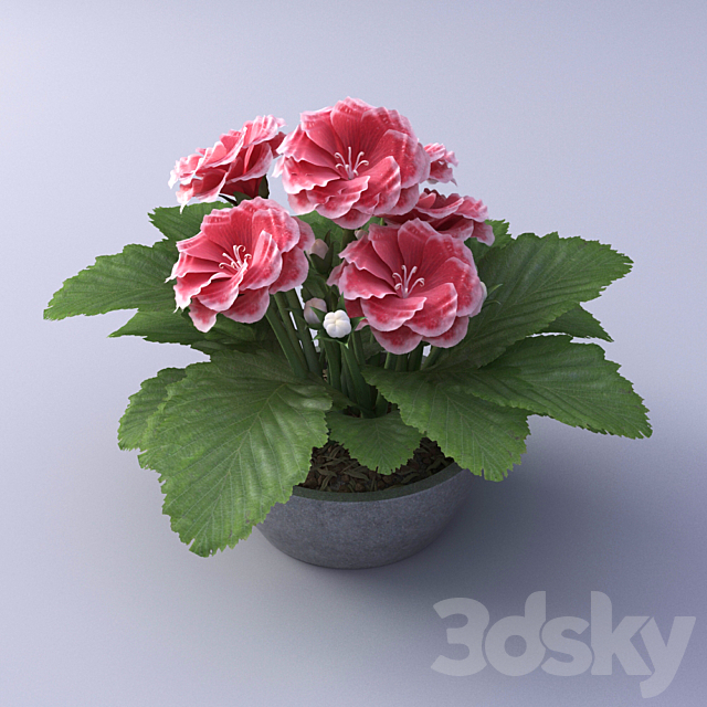 Gloxinia Flower in a pot 3DSMax File - thumbnail 1