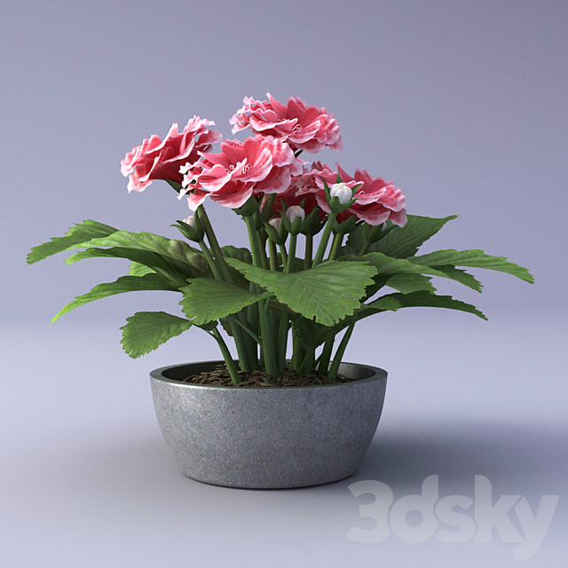 Gloxinia Flower in a pot 3DSMax File - thumbnail 2