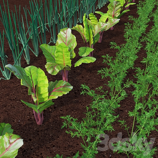 The bed of vegetables 3d