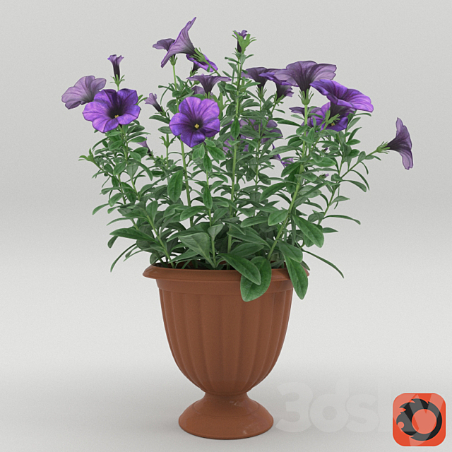Petunia in a flower pot 3DSMax File - thumbnail 1