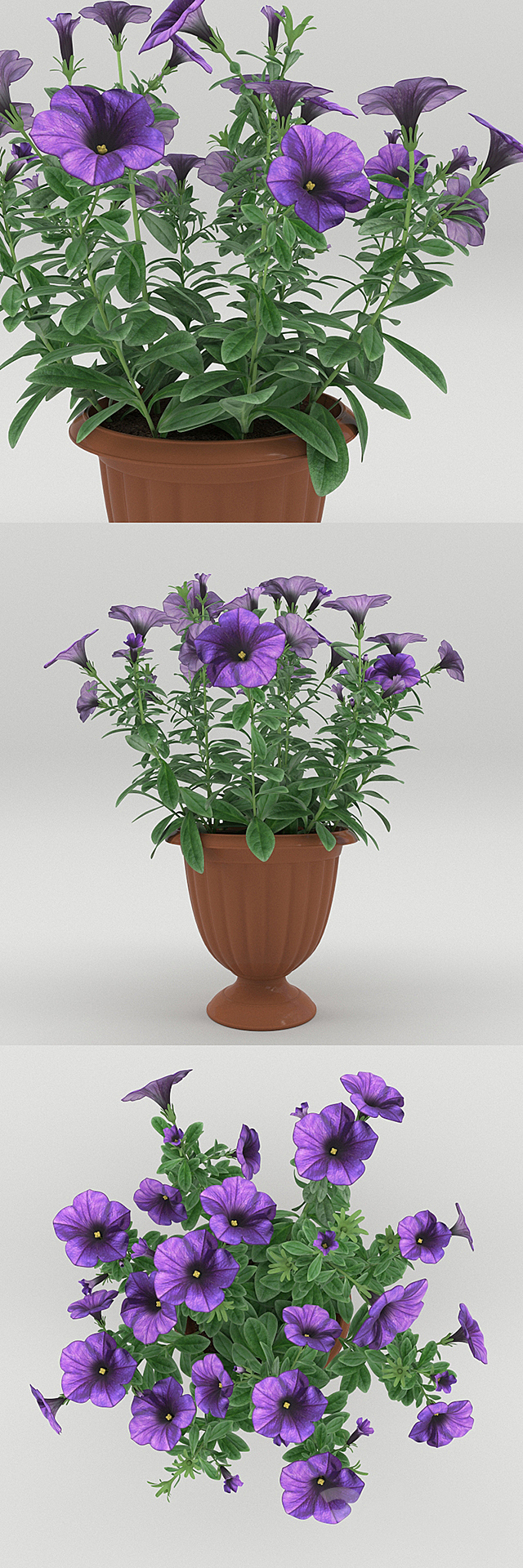 Petunia in a flower pot 3DSMax File - thumbnail 2