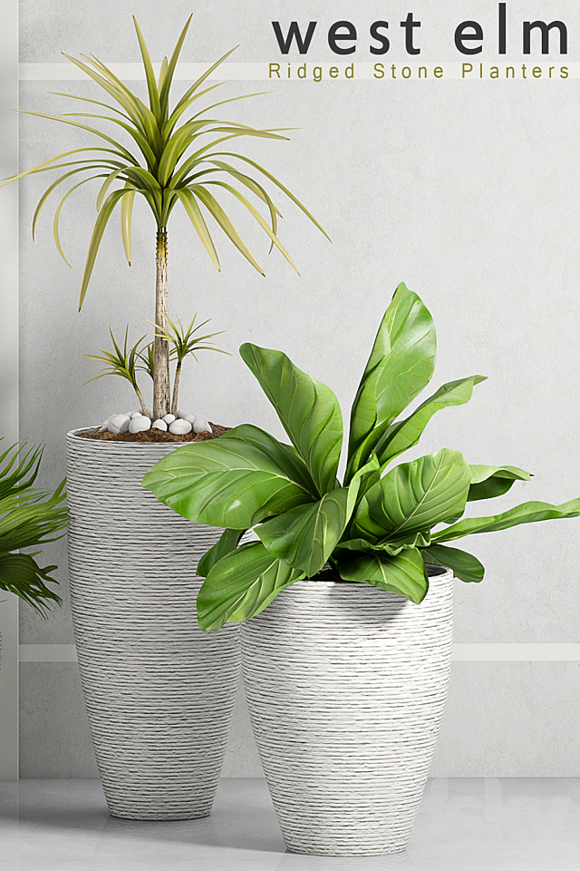 PLANT -34 3d