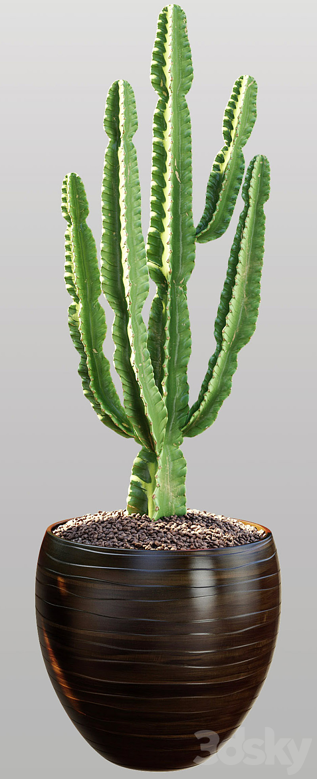 Cactus | Euphorbia ingens 3d
