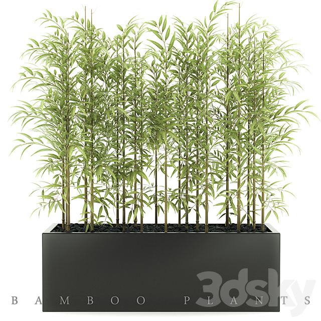 BAMBOO PLANTS 49 3DSMax File - thumbnail 1