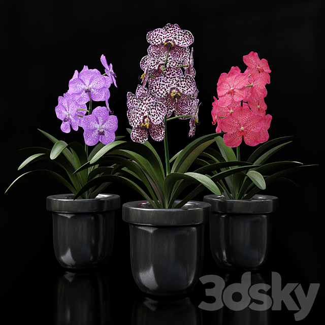 Orchid Vanda 3DSMax File - thumbnail 1